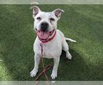 Small #1 American Pit Bull Terrier Mix