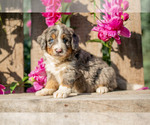 Puppy Oscar Bernedoodle (Miniature)
