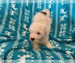 Small Photo #4 Miniature Bernedoodle Puppy For Sale in LEETONIA, OH, USA