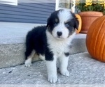 Small #2 Australian Shepherd