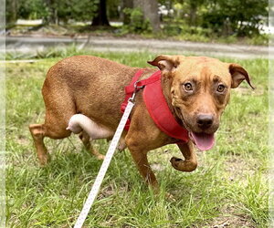 American Staffordshire Terrier-Unknown Mix Dogs for adoption in Holly Springs, NC, USA