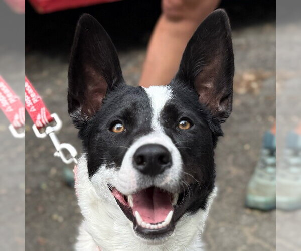 Medium Photo #26 Border Collie-Unknown Mix Puppy For Sale in Canton, CT, USA