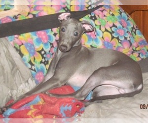 Italian Greyhound Puppy for Sale in GRAHAM, Washington USA