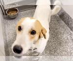 Small #1 Labrador Retriever Mix