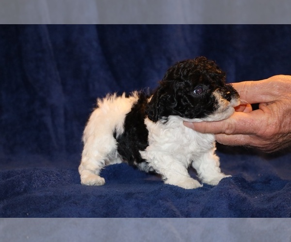 Medium Photo #4 Poodle (Toy) Puppy For Sale in DYERSBURG, TN, USA