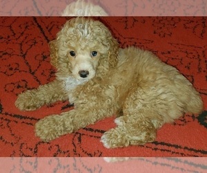 Poodle (Miniature) Puppy for sale in RIPLEY, TN, USA