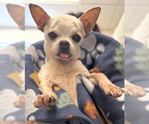 Chihuahua Dogs for adoption in Houston, TX, USA