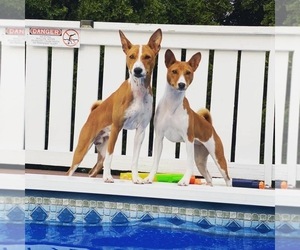 Father of the Basenji puppies born on 11/28/2021