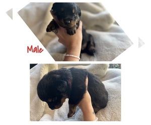 Rottweiler Puppy for sale in MOUNDS, OK, USA