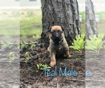 Small Photo #4 Belgian Malinois Puppy For Sale in FAIRFAX, GA, USA