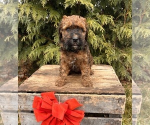 Whoodle (Miniature) Puppy for sale in MIDDLEBURY, IN, USA