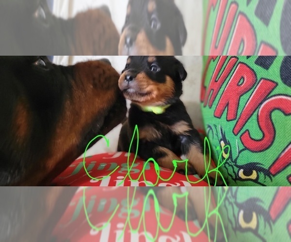 Medium Photo #2 Rottweiler Puppy For Sale in GENEVA, NY, USA