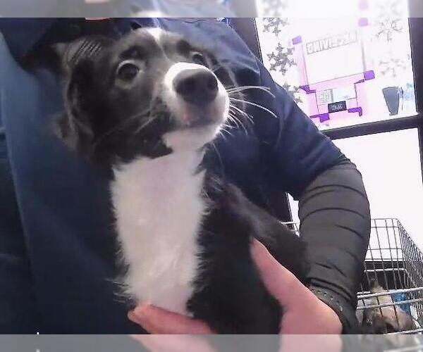 Medium Photo #1 German Shepherd Dog-Unknown Mix Puppy For Sale in Tulsa, OK, USA