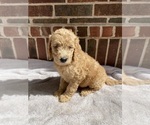 Puppy 10 Labradoodle