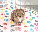 Small #8 ShihPoo