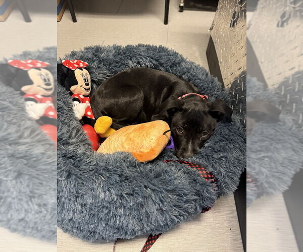 Medium Photo #2 American Pit Bull Terrier-Labrador Retriever Mix Puppy For Sale in Brewster, NY, USA