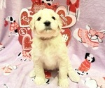 Small Photo #5 Portuguese Water Dog Puppy For Sale in SWARTZ CREEK, MI, USA