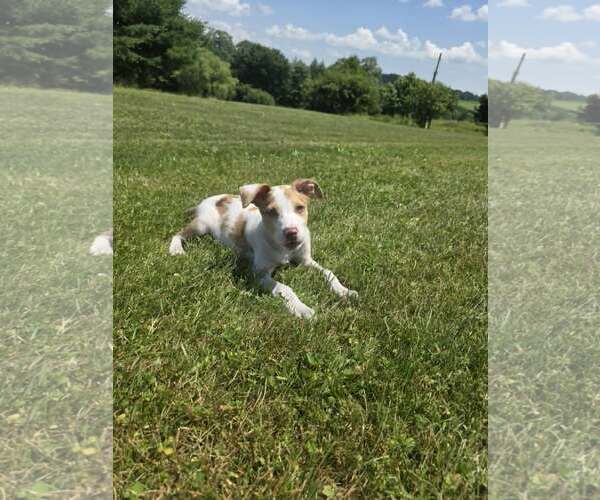 Medium Photo #3 Australian Shepherd-Unknown Mix Puppy For Sale in SHERBURNE, NY, USA