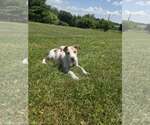Small #2 Australian Shepherd Mix