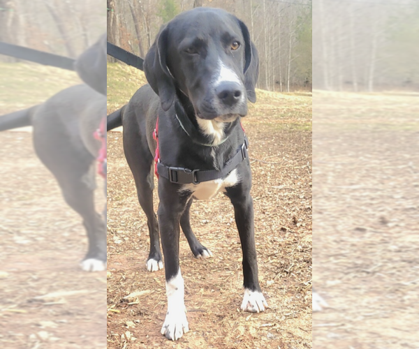 Medium Photo #4 Mutt Puppy For Sale in Candler, NC, USA