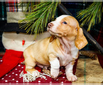 Small #4 Dachshund