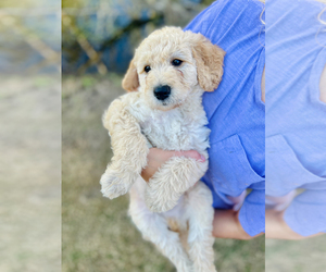 Double Doodle Puppy for sale in PONTE VEDRA BEACH, FL, USA