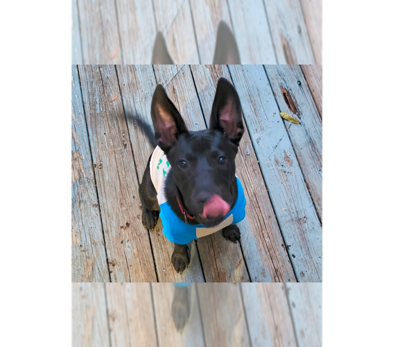 Medium Photo #19 Labrador Retriever-Unknown Mix Puppy For Sale in Brewster, NY, USA