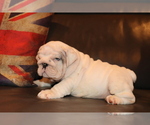Small #7 English Bulldog