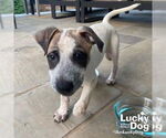 Small #6 Mutt
