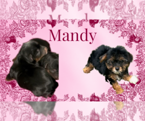 Yorkshire Terrier Puppy for sale in AZLE, TX, USA