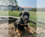 Puppy Red Australian Cattle Dog-Labrador Retriever Mix