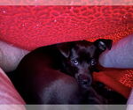 Small #13 Mutt