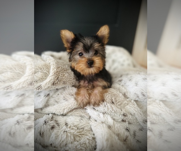 Medium Photo #2 Yorkshire Terrier Puppy For Sale in CROSSVILLE, TN, USA