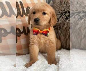 Golden Retriever Puppy for sale in FORT LAUDERDALE, FL, USA