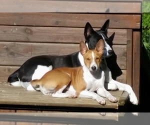 Mother of the Basenji puppies born on 12/16/2023