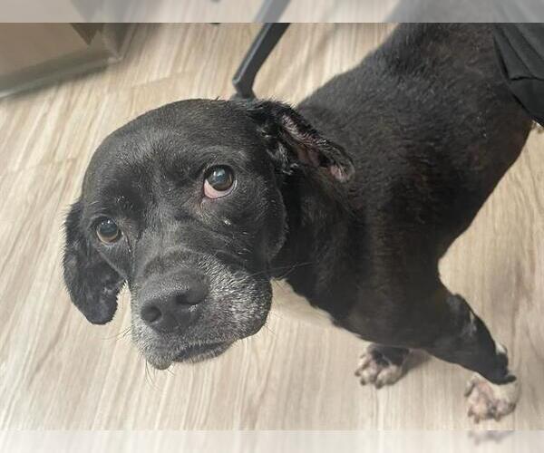 Medium Photo #2 Labbe Puppy For Sale in Baytown, TX, USA