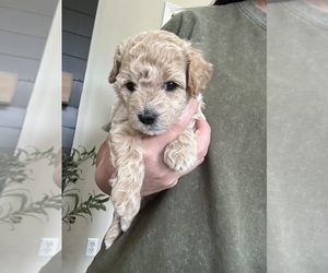 Maltipoo (Miniature) Puppy for sale in BESSEMER, AL, USA