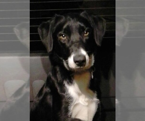 Medium Photo #10 Border Collie-Unknown Mix Puppy For Sale in Highland, IL, USA
