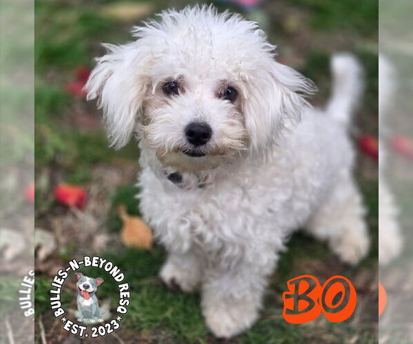 Medium Photo #3 Maltese-Unknown Mix Puppy For Sale in Omaha, NE, USA