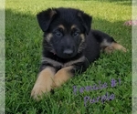 Small Photo #1 German Shepherd Dog Puppy For Sale in BLUFFTON, IN, USA