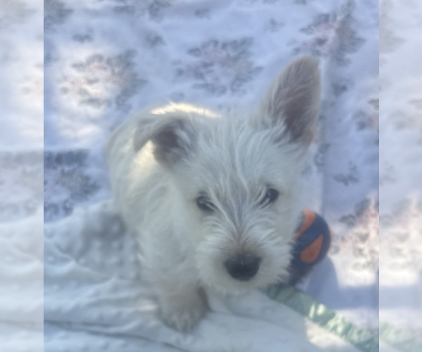Medium Photo #1 Scottish Terrier Puppy For Sale in BEND, OR, USA