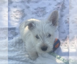 Medium Scottish Terrier