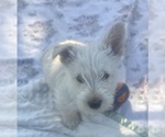 Puppy Puppy 2 Scottish Terrier