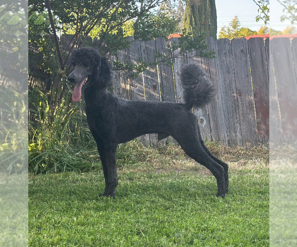 Medium Photo #1 Poodle (Standard) Puppy For Sale in HAMMOND, ME, USA