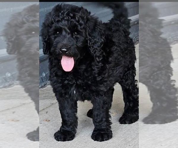 Medium Photo #2 Goldendoodle Puppy For Sale in TARBORO, NC, USA