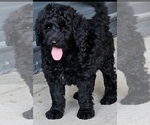 Small #1 Goldendoodle