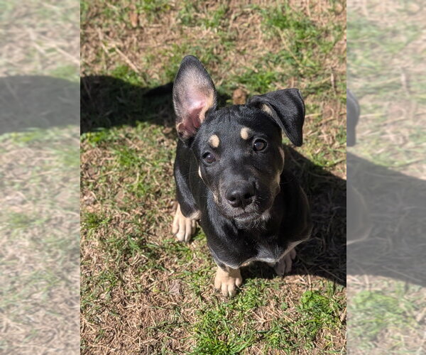 Medium Photo #2 Mutt Puppy For Sale in garner, NC, USA