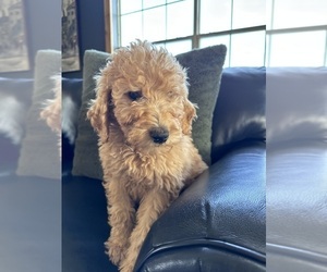 Poodle (Standard) Puppy for sale in CHIPLEY, FL, USA