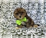 Small #5 YorkiePoo