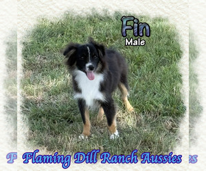 Miniature Australian Shepherd Puppy for sale in FORESTBURG, TX, USA